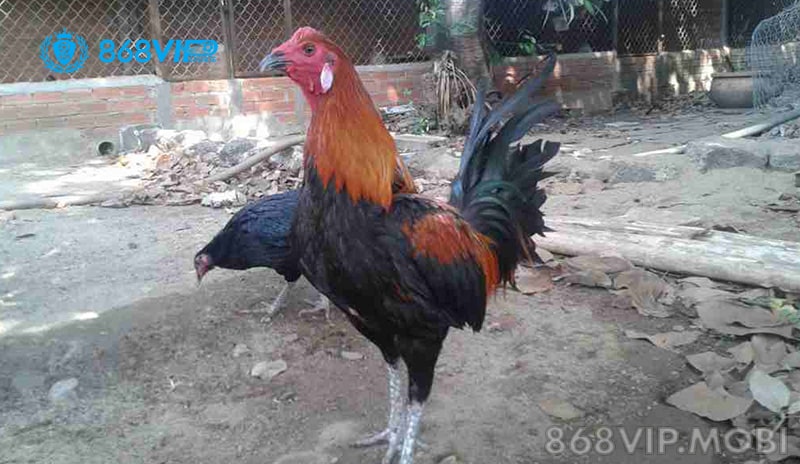 Đá gà Peru là gì?