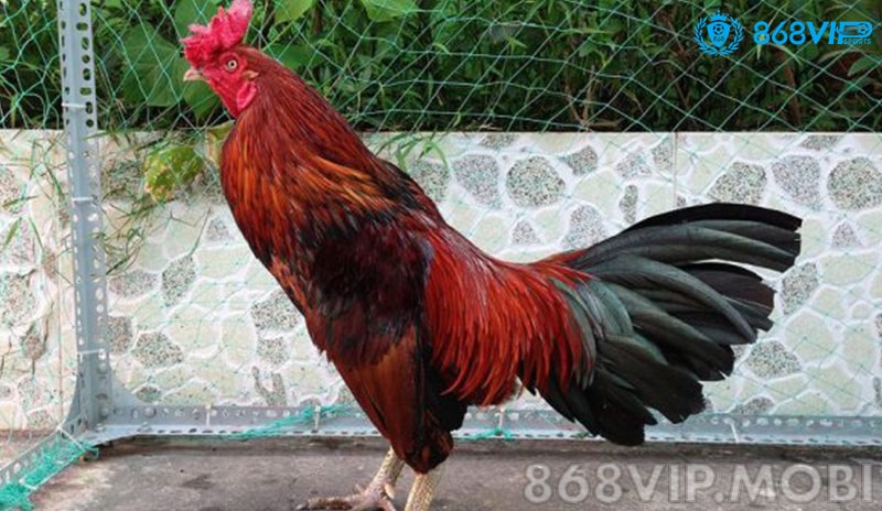 Màu lông của chú gà có màu mạng ứng với ngũ hành Màu lông của chú gà có màu mạng ứng với ngũ hành