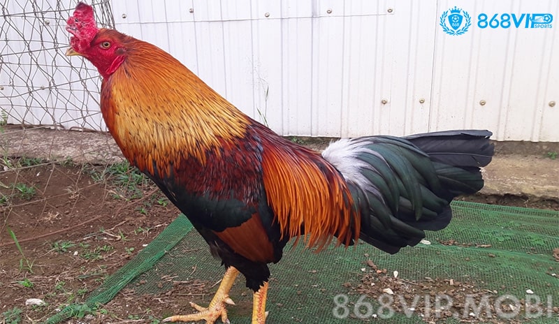 Tất tần tật về màu mạng gà điều Tất tần tật về màu mạng gà điều