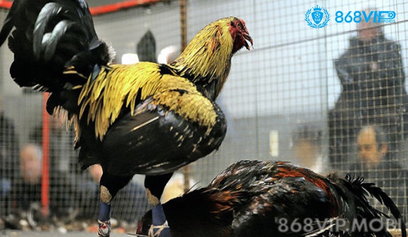 Vì sao đá gà Peru hấp dẫn?