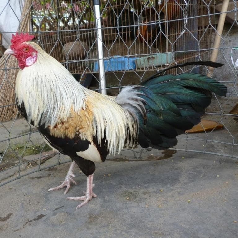 Gà chuối khắc chế mệnh nào và bị mạng nào khắc chế Gà chuối khắc chế mệnh nào và bị mạng nào khắc chế