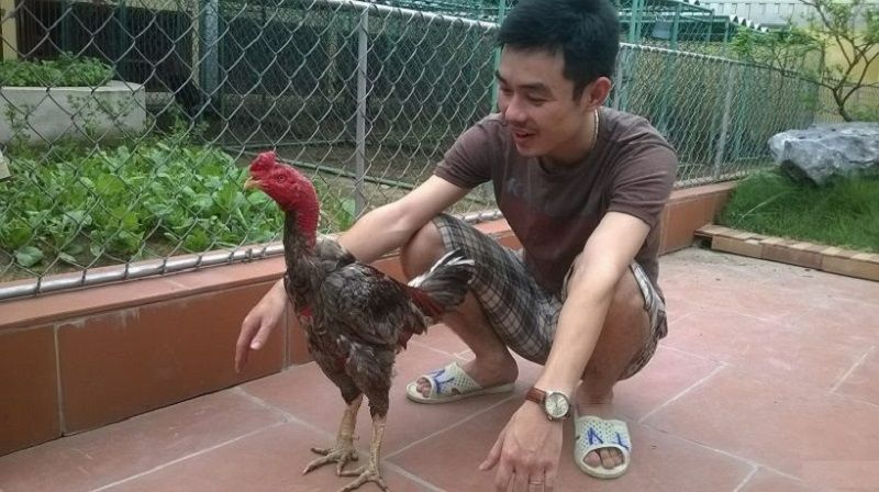 Xám Messi là một chú gà mà trong giới đá gà ai cũng biết Xám Messi là một chú gà mà trong giới đá gà ai cũng biết